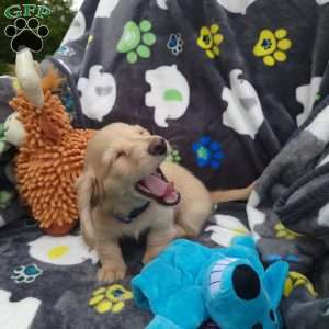 Romeo, Dachshund Puppy