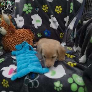 Riley, Dachshund Puppy
