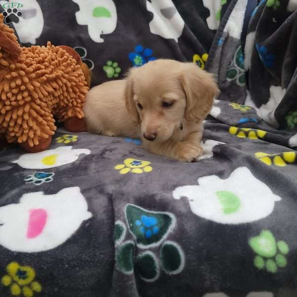 Riley, Dachshund Puppy