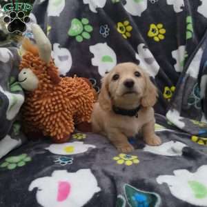 Riley, Dachshund Puppy