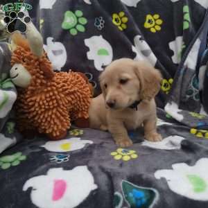 Riley, Dachshund Puppy