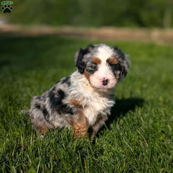 Shiloh, Bernedoodle Puppy