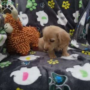Riley, Dachshund Puppy