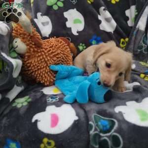 Riley, Dachshund Puppy