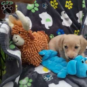 Riley, Dachshund Puppy