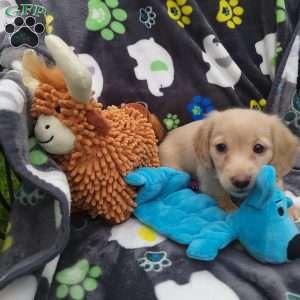 Riley, Dachshund Puppy