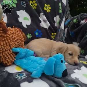 Riley, Dachshund Puppy