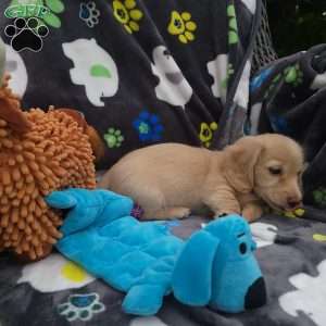 Riley, Dachshund Puppy