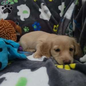 Riley, Dachshund Puppy