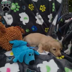 Riley, Dachshund Puppy