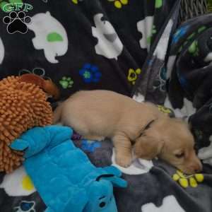 Riley, Dachshund Puppy