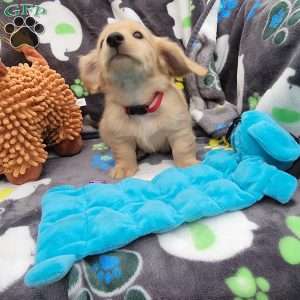 Reggie, Dachshund Puppy