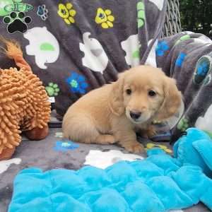 Reggie, Dachshund Puppy