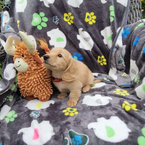 Reggie, Dachshund Puppy