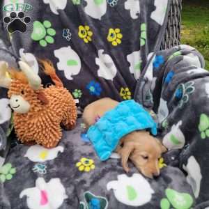 Reggie, Dachshund Puppy