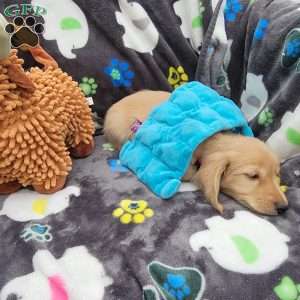 Reggie, Dachshund Puppy
