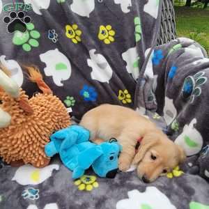 Reggie, Dachshund Puppy