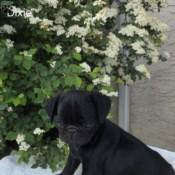 Dixie, Pug Puppy