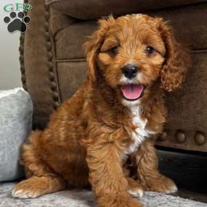 Rosie, Cavapoo Puppy