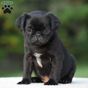 Sterling, Pug Puppy