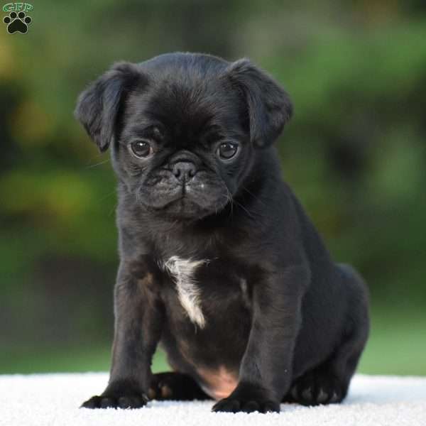 Sterling, Pug Puppy