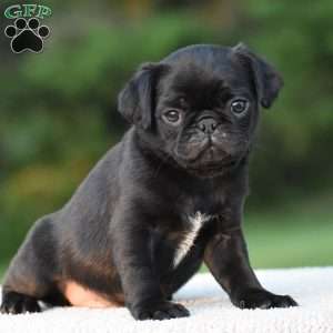 Sterling, Pug Puppy