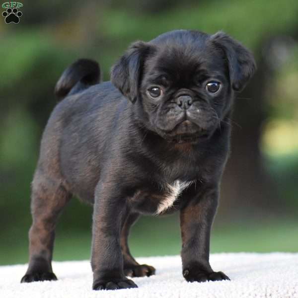 Sterling, Pug Puppy