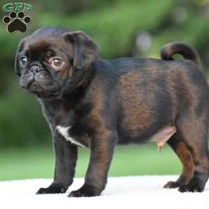 Sterling, Pug Puppy