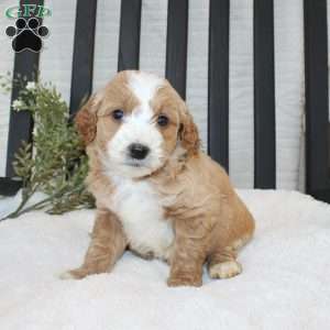 Fiasco, Mini Goldendoodle Puppy