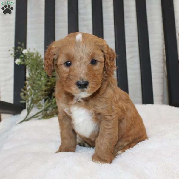 Fin, Mini Goldendoodle Puppy
