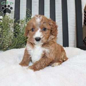 Frank, Mini Goldendoodle Puppy