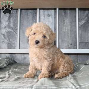 Beth, Miniature Poodle Puppy