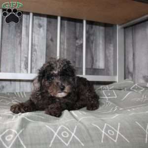Bently, Miniature Poodle Puppy
