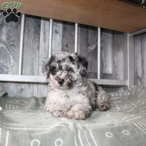 Becket, Miniature Poodle Puppy