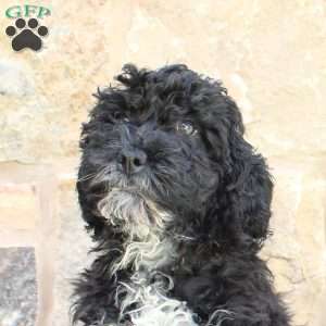 Jessie, Labradoodle Puppy