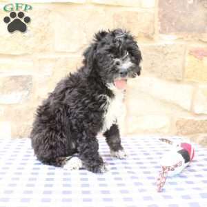 Jeff, Labradoodle Puppy
