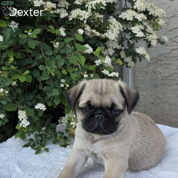 Dexter, Pug Puppy