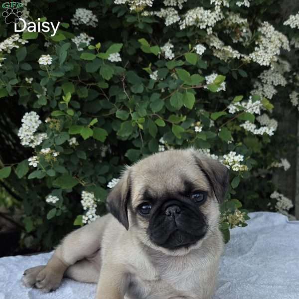 Daisy, Pug Puppy