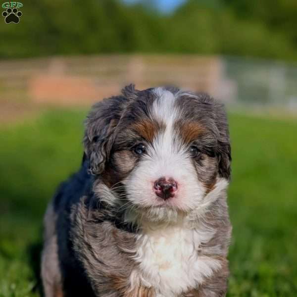 Sophie, Bernedoodle Puppy