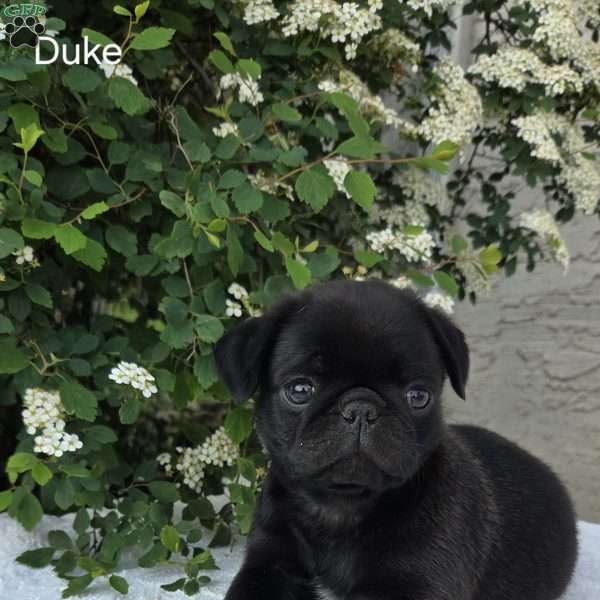 Duke, Pug Puppy