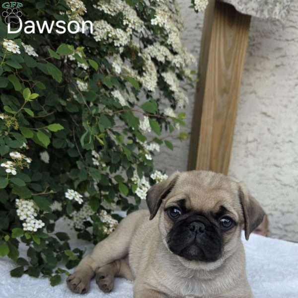 Dawson, Pug Puppy