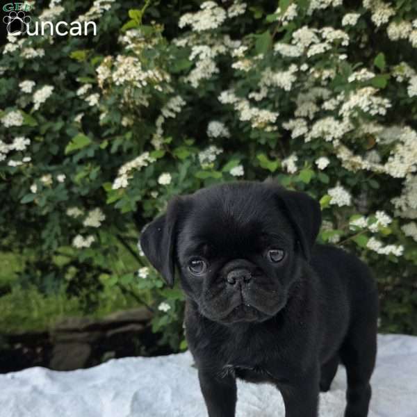 Duncan, Pug Puppy