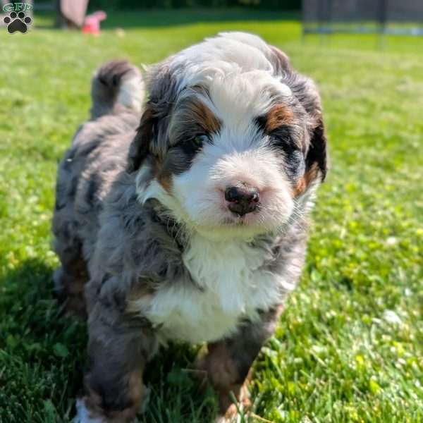 Spartan, Bernedoodle Puppy