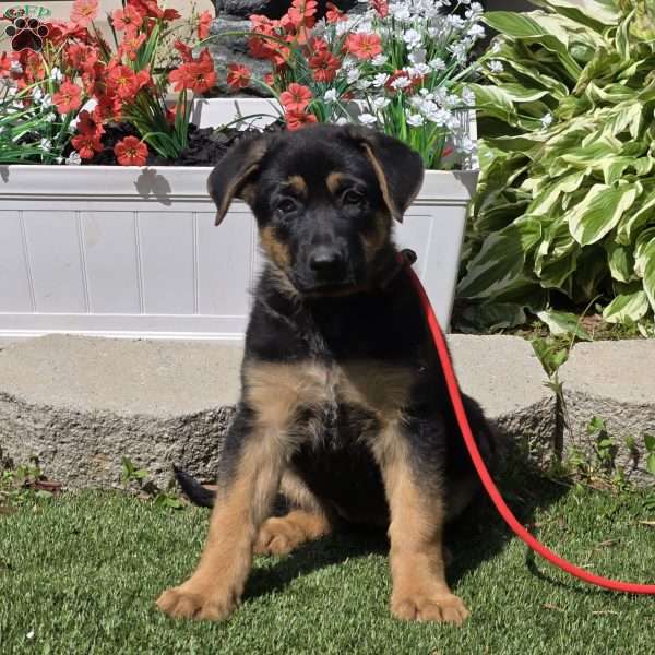 Summer, German Shepherd Puppy