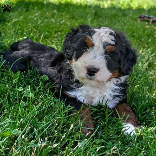 Scotty, Bernedoodle Puppy