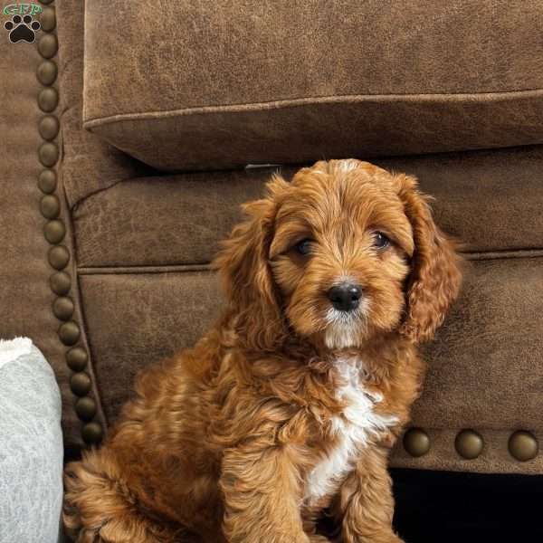 Rosie, Cavapoo Puppy