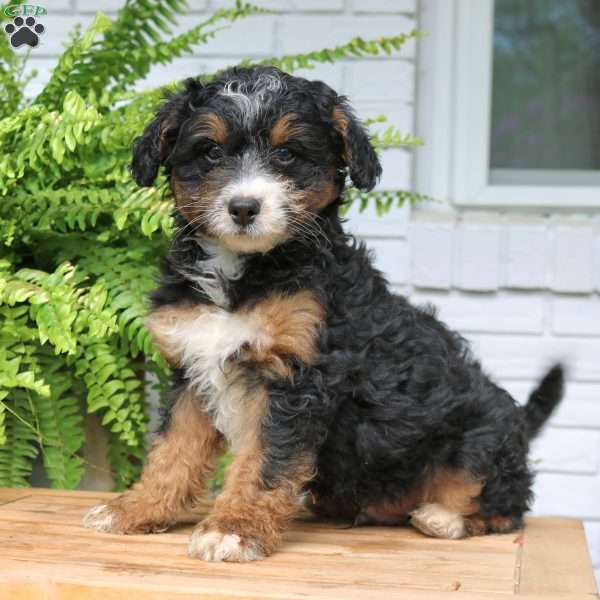 Harley, Mini Bernedoodle Puppy