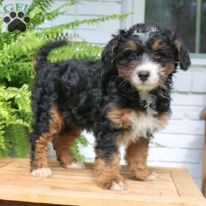 Harley, Mini Bernedoodle Puppy