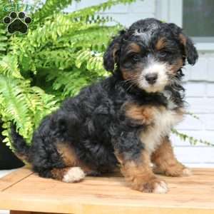 Harley, Mini Bernedoodle Puppy