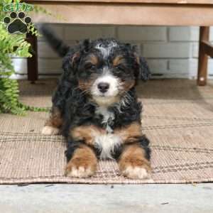 Harley, Mini Bernedoodle Puppy